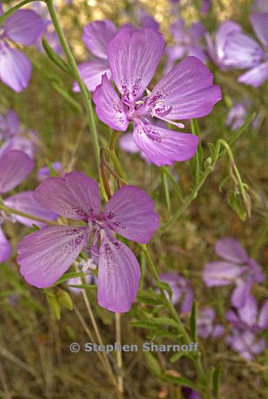 carkia dudleyana 3 graphic